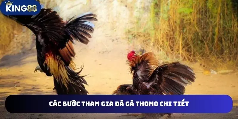 Các bước tham gia đá gà thomo chi tiết