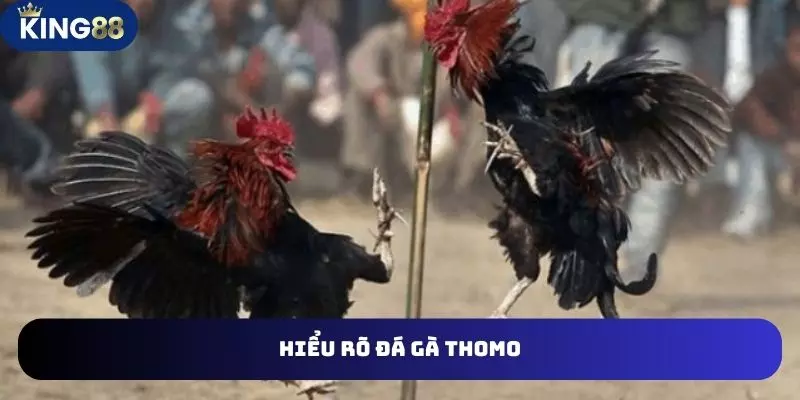 Hiểu rõ đá gà thomo