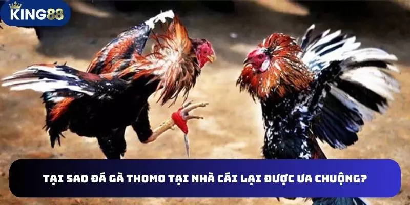 Tại sao đá gà thomo tại nhà cái lại được ưa chuộng?